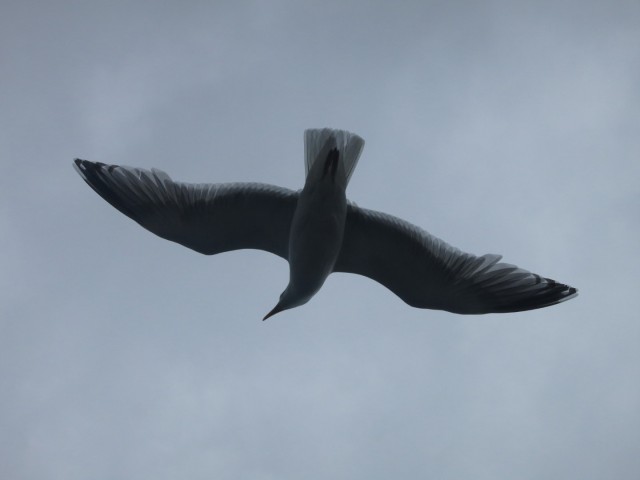 Hurtigruten_2015-06-25_17-12-2
